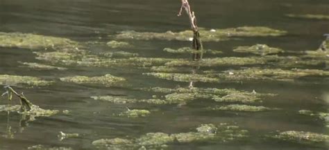 Toxic algae prompts swimming closures, warnings at Colorado reservoirs and lakes